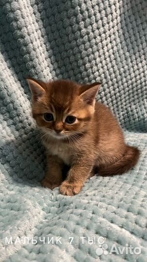 Шотландские котята