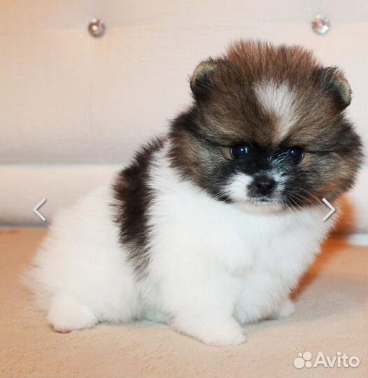 Шикарные малыши