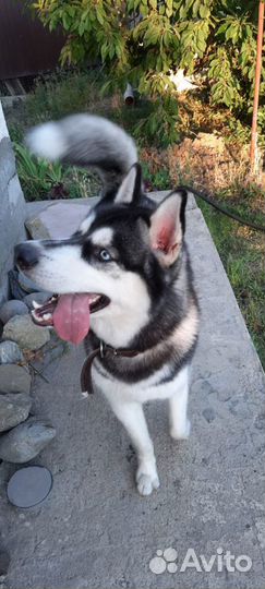 Передержка собак и кошек Догситтер