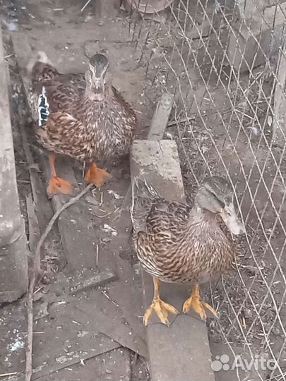 Подсадные утки для охоты