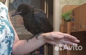 Вороны птенец