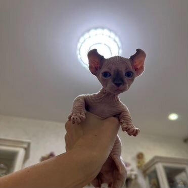 Двельф котёнок