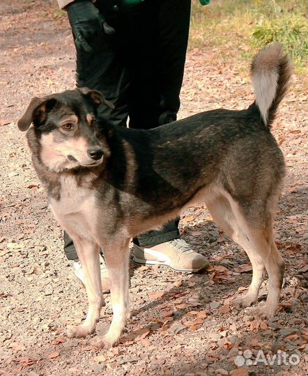 Собака Грета