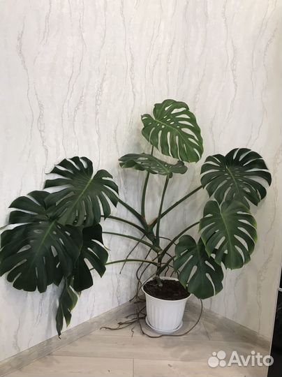 Монстера с горшком