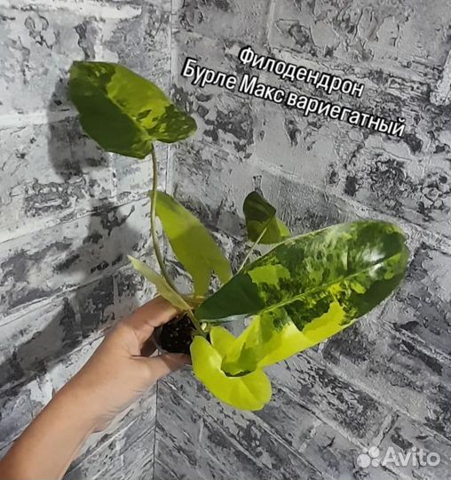 Комнатные цветы