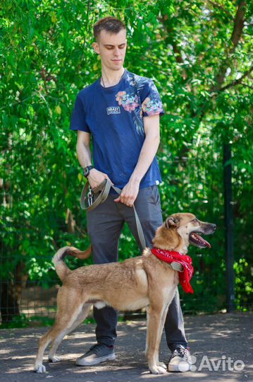 Собака в добрые руки