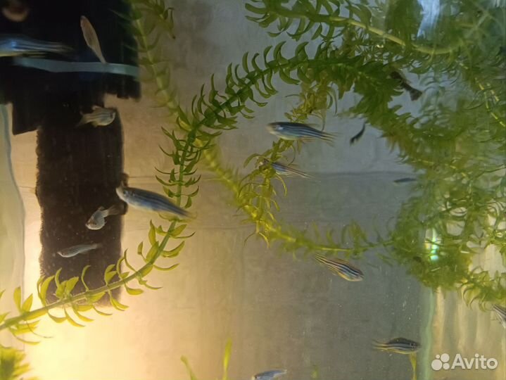 Данио рерио