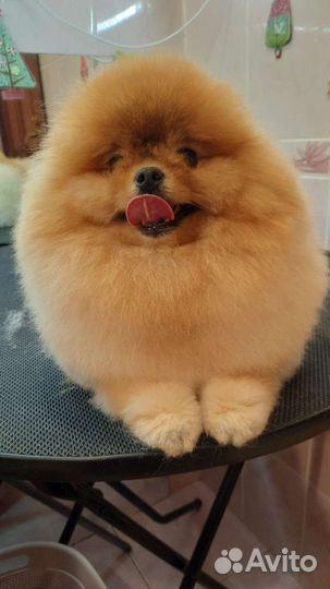 Стрижка собак и кошек