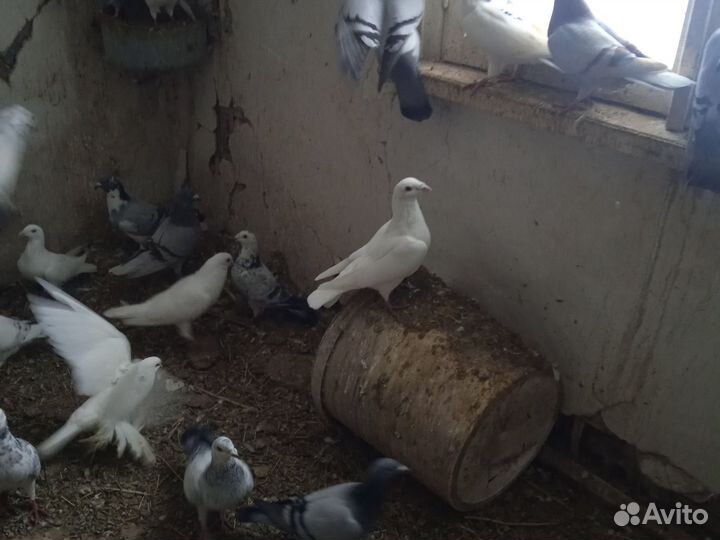 Птица голуби