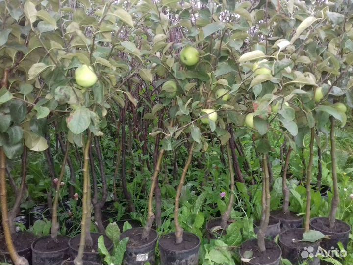 Саженцы,Кусты смородины чёрной,красной