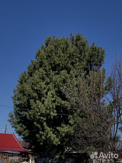 Саженец кедра