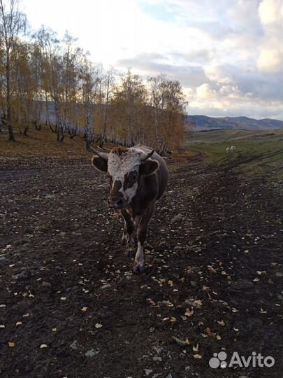 С / х животное