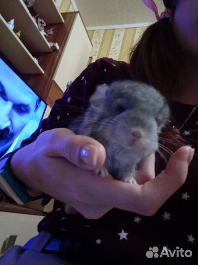 Шиншилла девочка