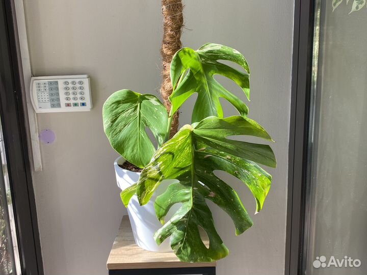 Монстера вариегатная альба