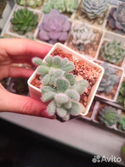 Седумы (пушистик, буррито, Франческо Балди)