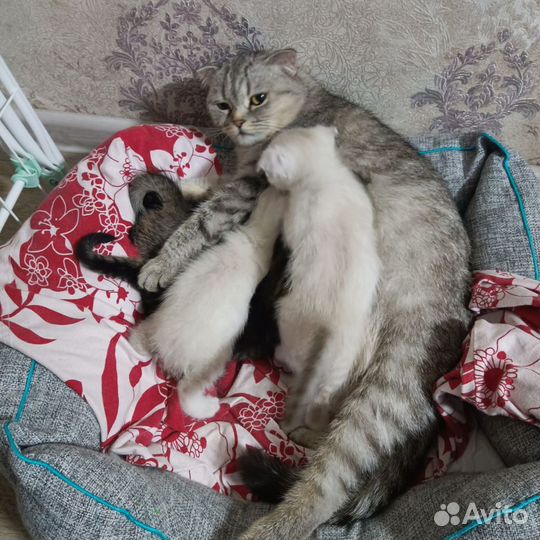 Кошка