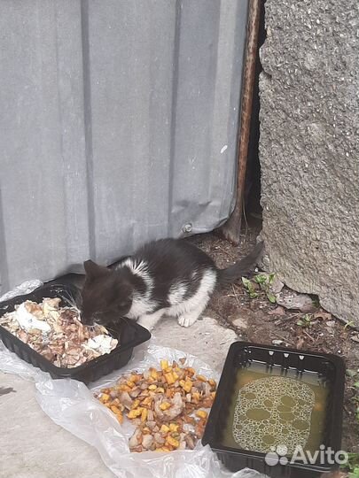 Котята в добрые руки даром девочка