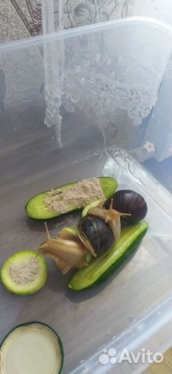 Улитки ахатины бесплатно