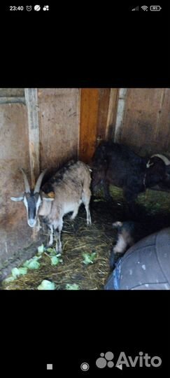 Козы дойные