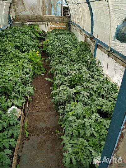 Рассада помидор и перца