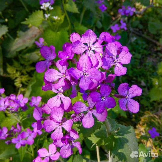 Семена лунарии