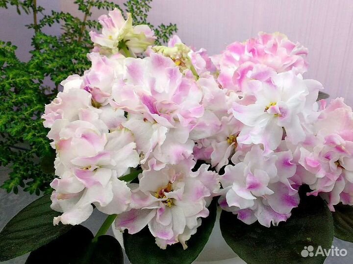 Фиалка сорт Пироженка детки