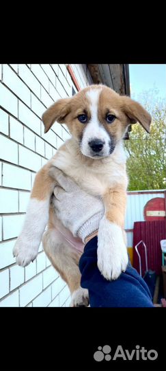 Щенок мальчик