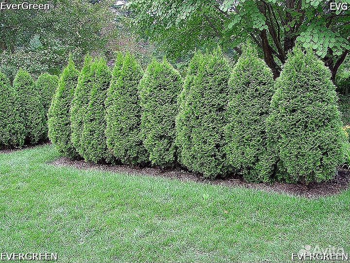 Туя екстра класса