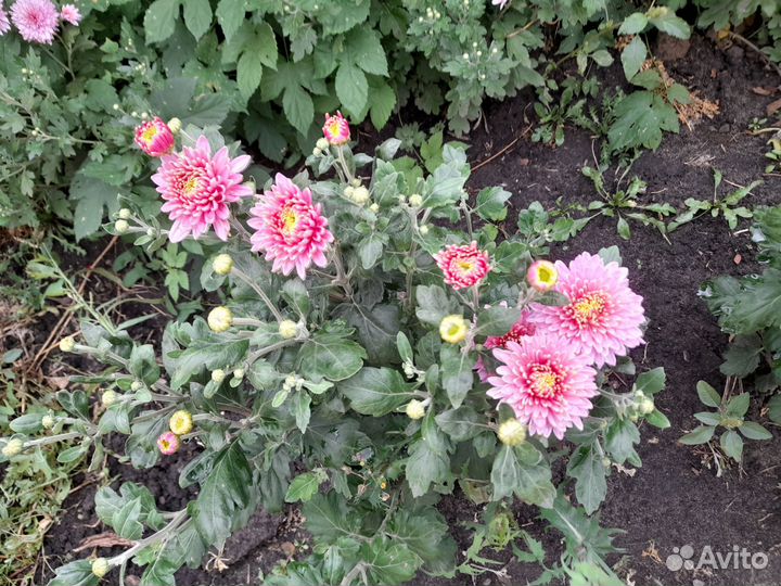 Хризантема