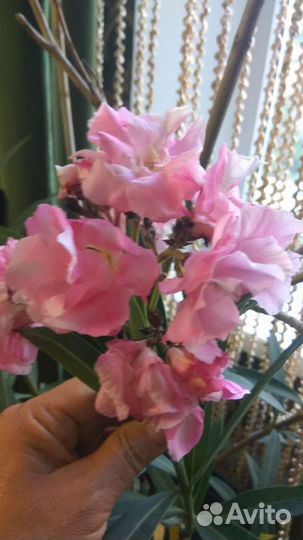 Олеандр и гибискусы