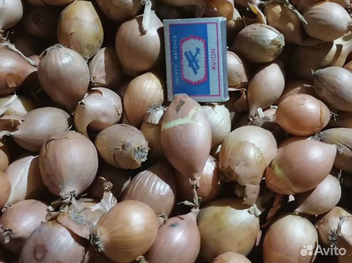 Лук севок Оптом сорт Стурон 1 и 2 группы