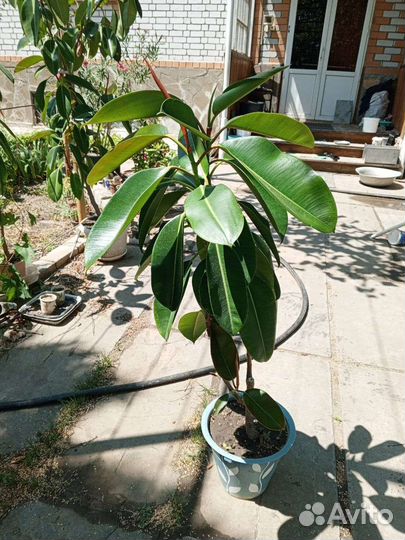 Фикус каучуконосный