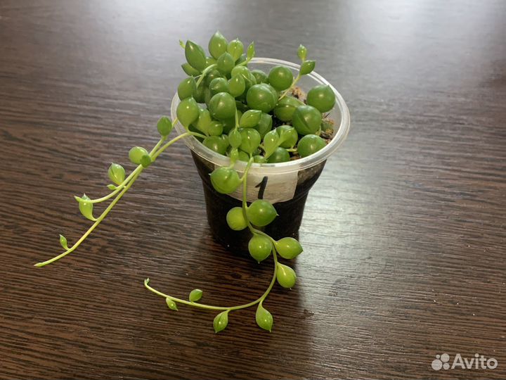 Крестовник роули