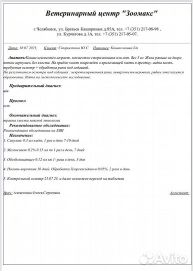 Кошка бесплатно