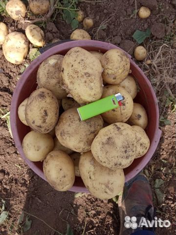 Картофель едовой