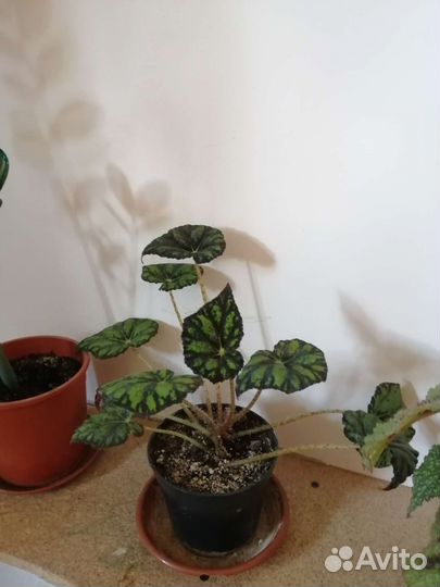 Комнатные цветы