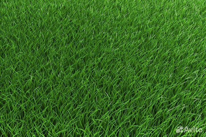 Семена овсяницы красной