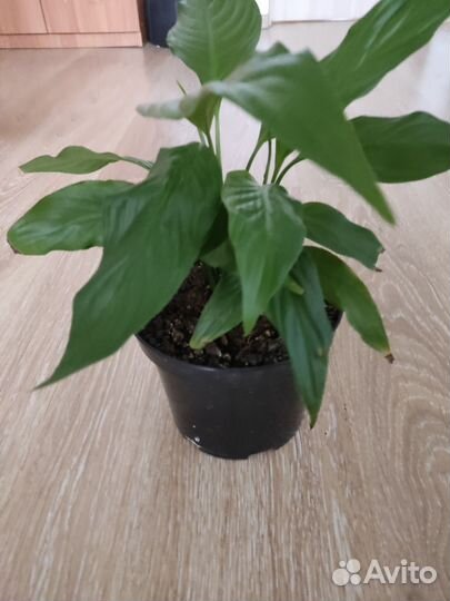 Комнатные цветы