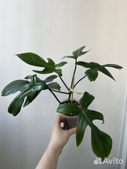 Филодендрон набор 8 шт