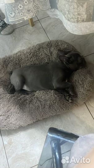 Французский бульдог