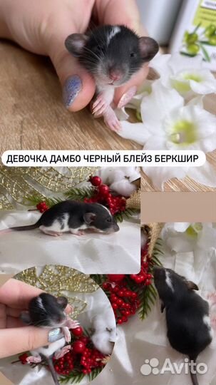 Крыса Дамбо, крысята девочки и мальчики. Доставка