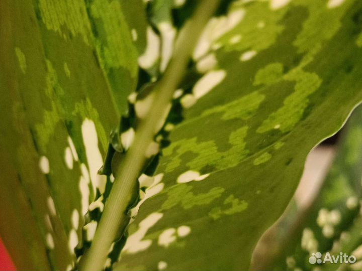 Диффенбахия, Шкура дракона