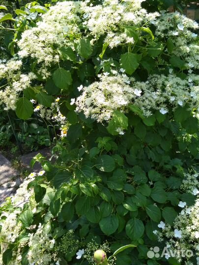 Гортензия черешковая Петиоларис