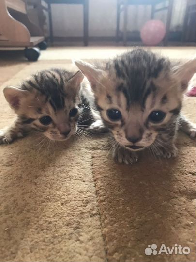 Бенгальские котята