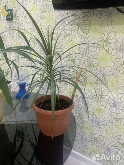 Цветок пальма драцена