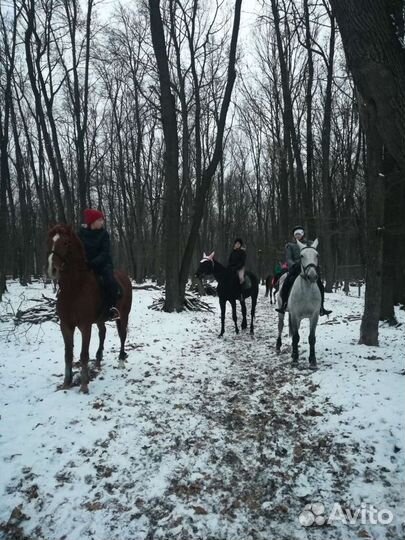 Конные прогулки, обучение