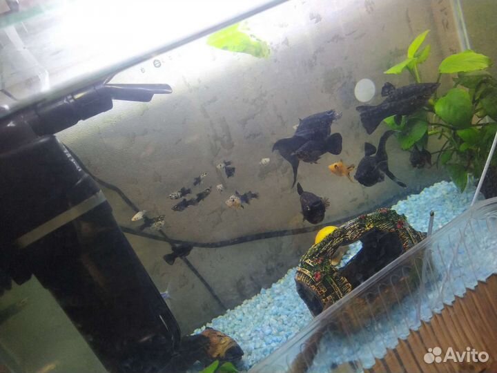 Рыбки Моллинезии и улитки ампулярии