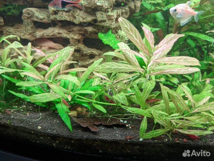 Гидрофила(растение для аквариума)
