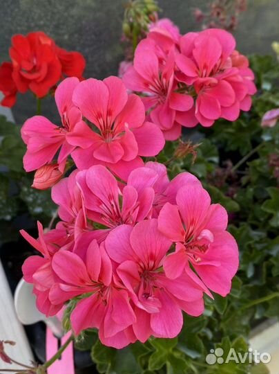 Пеларгонии Античная роза, Пинк Рамблер и другие