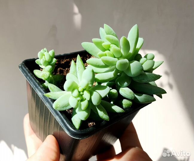 Суккуленты разных видов